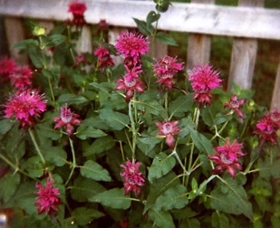 Bee Balm